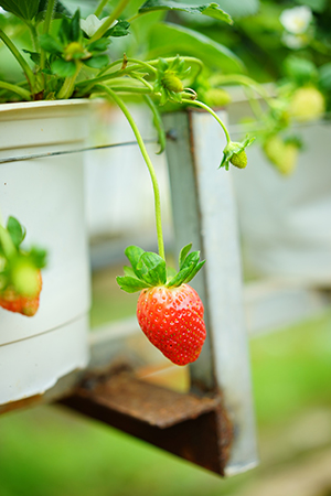 strawberry on plant